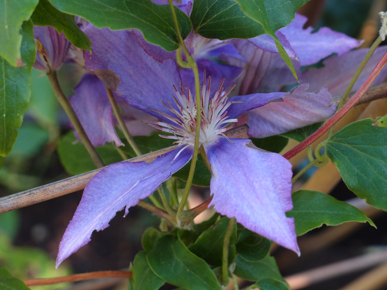 2019-06-14 wendel - der Garten